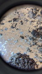 Ptenothrix beta