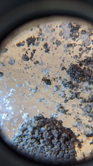 Ptenothrix beta