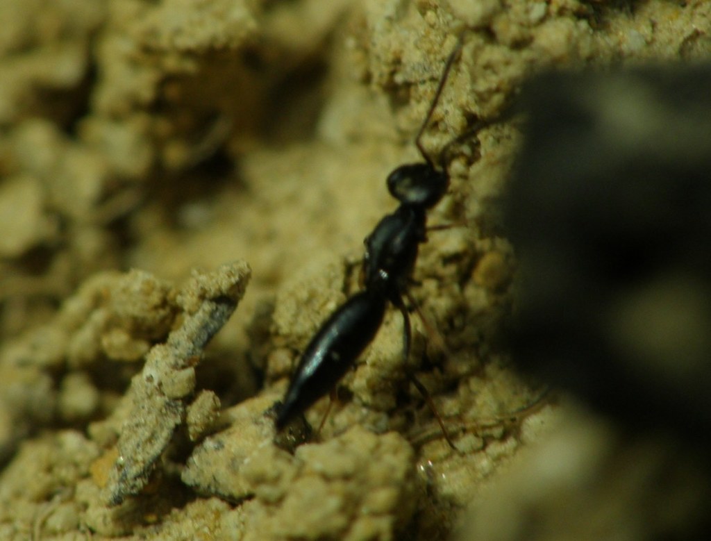 Calymmochilus dispar