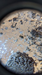 Ptenothrix beta