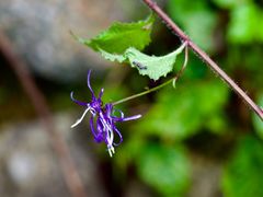 Asyneuma japonicum