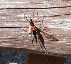 Tanyptera atrata