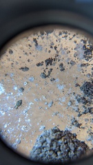 Ptenothrix beta
