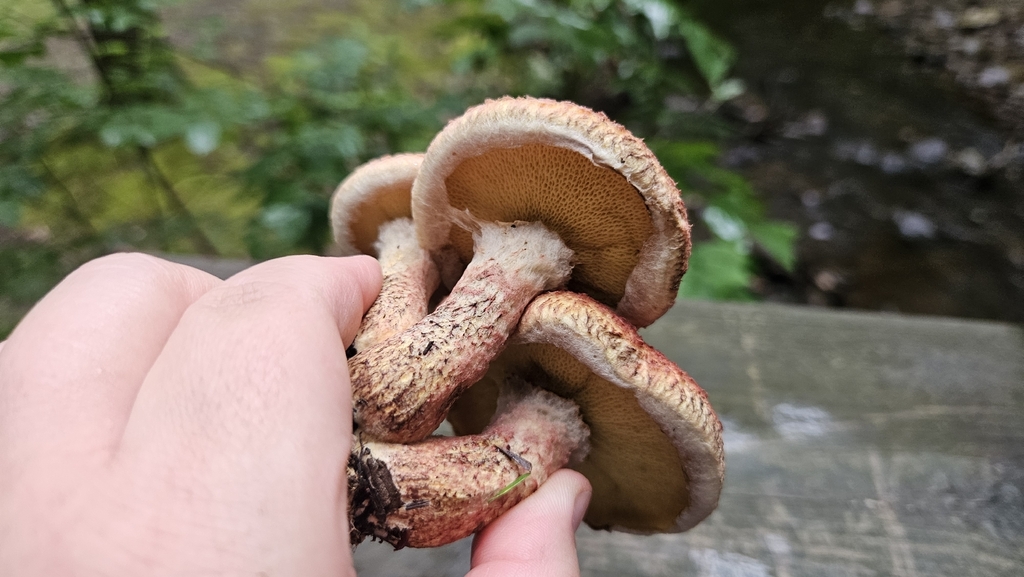 Painted Suillus · August 2026 · photo: Photo: (c) Sam Bucciarelli, some rights reserved (CC BY) · iNaturalist