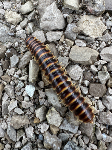Traveling Cherry Millipede