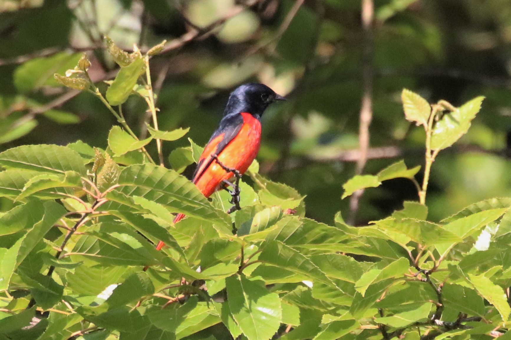 Short-billed Minivet