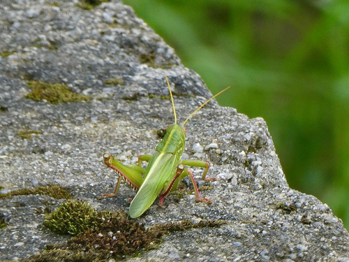 Large Green Grasshopper