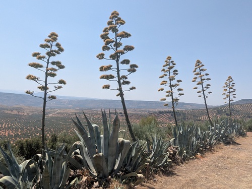 American century plant