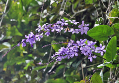 Petrea
