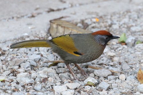 Silver-eared Laughingthrush (Trochalopteron melanostigma), photo 4