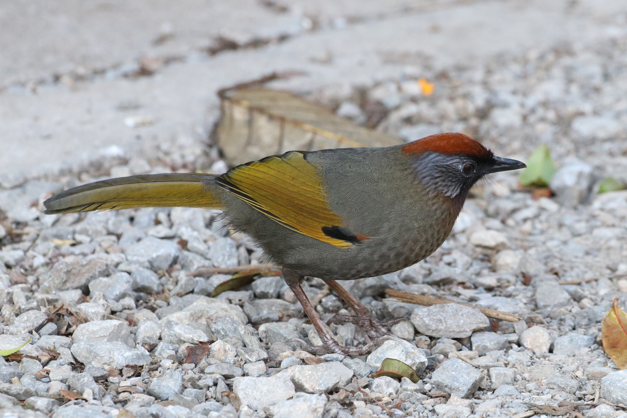 Silver-eared Laughingthrush