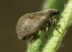 Bootheca taurus