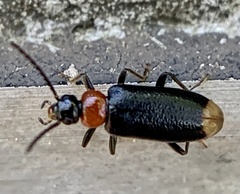 Pedilus terminalis