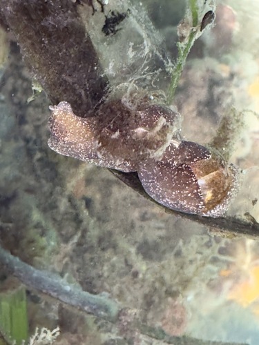 Haminoea vesicula, 2026-08-15