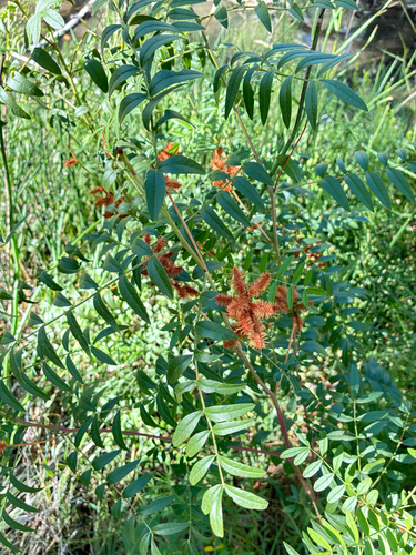 Wild Licorice