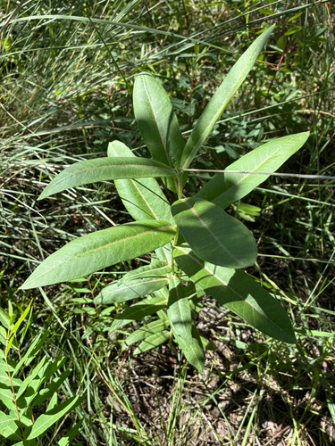 showy milkweed