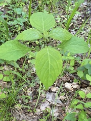 Collinsonia canadensis