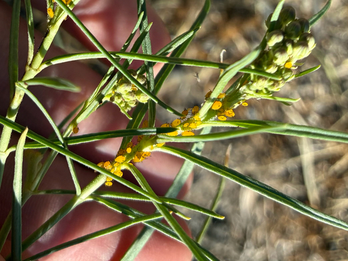 Oleander Aphid