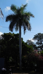 Arecaceae