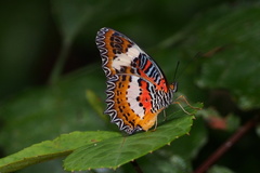 Cethosia hypsea