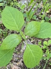 Collinsonia canadensis