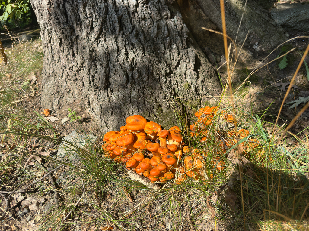 Eastern American jack-o'-lantern · August 2026 · photo: Photo: no rights reserved · iNaturalist