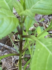 Collinsonia canadensis