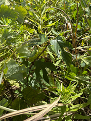 Broussonetia monoica
