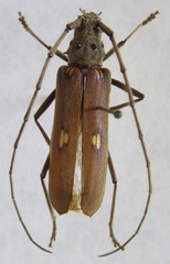 Pantomallus fuligineus