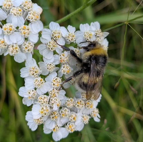 White-tailed Bumble Bee