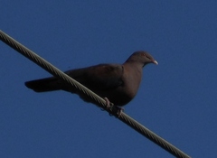 Patagioenas flavirostris