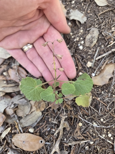 Salvia roemeriana