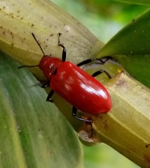 Strongylium hoepfneri