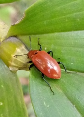 Strongylium hoepfneri