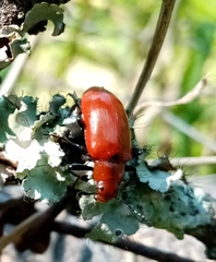 Strongylium hoepfneri