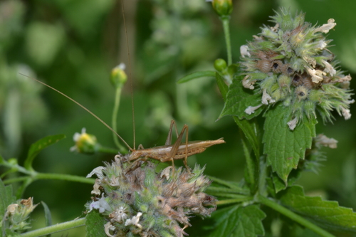 Italian Tree Cricket
