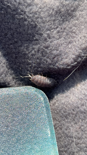 Common Rough Woodlouse
