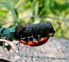 Strongylium hoepfneri