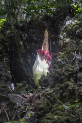 Amorphophallus titanum