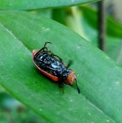 Strongylium hoepfneri