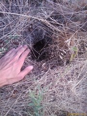 Spermophilus suslicus