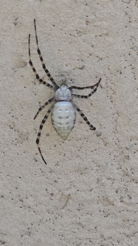 Banded Garden Spider