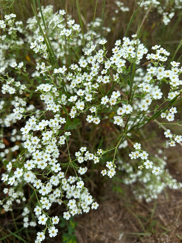 flowering spurge