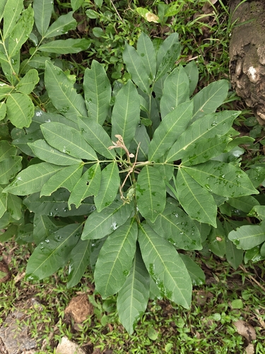 Glycosmis pentaphylla observed 2026-08-14