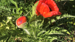 Papaver orientale