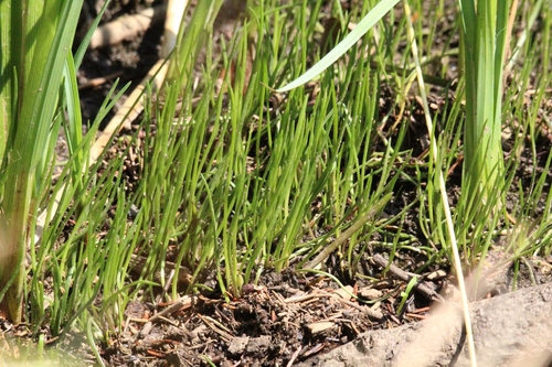 Isoetes lacustris observed 2026-08-14