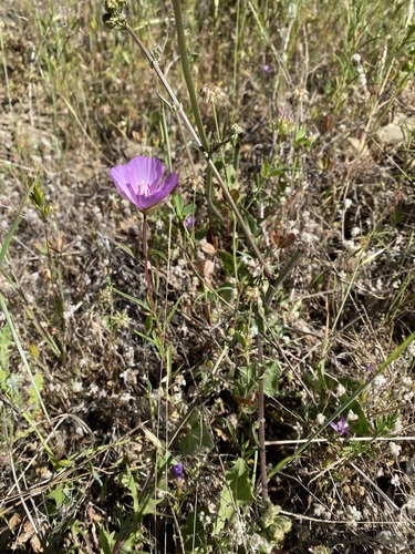iNaturalist observation photo of slender clarkia