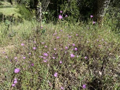 Clarkia gracilis