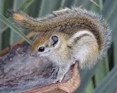 Funisciurus congicus