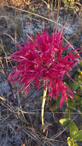 Chresta speciosa